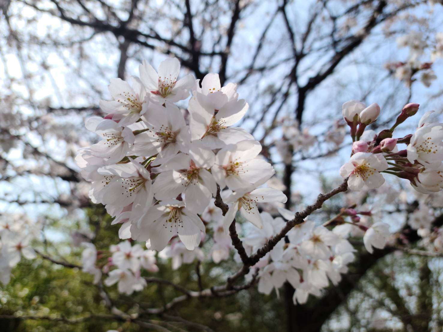 #7【春の訪れ】愛媛県松山市の税理士事務所|廣瀬和隆税理士事務所